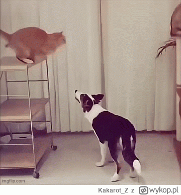 Kakarot_Z - No guma od majtek to,to nie była...ałć