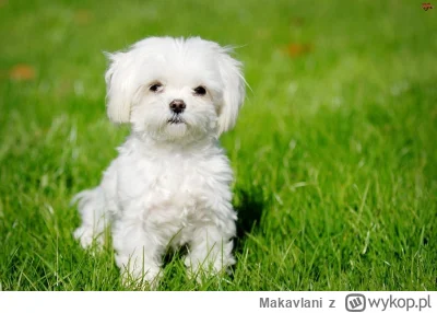 Makavlani - Mareczka nie pokazują bo jest zajęty wycieraniem szczyn i gówna po psie (...
