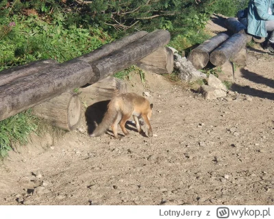 LotnyJerry - @Yaszu on tam siedzi cały czas. Zdjęcie zrobione dwa tygodnie temu (✌ ﾟ ...