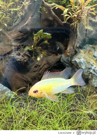 LucaJune - @Ochlapto