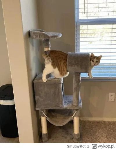SmutnyKot - #dziwnekotki