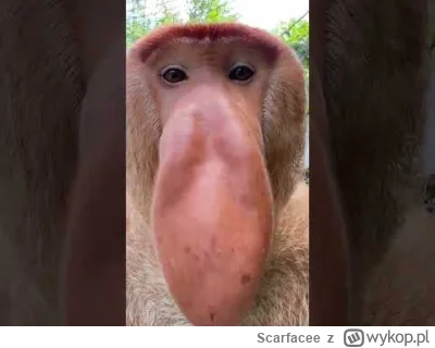Scarfacee - #przegryw te małpy nawet mówią jak janusze ale zarąbiste są ( ͡° ͜ʖ ͡°)