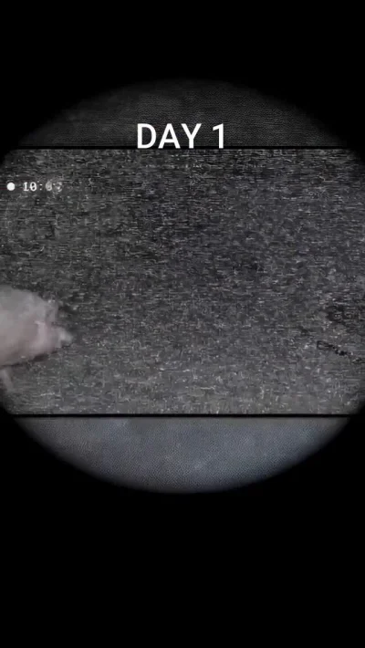 Moczymorda77 - #raportzpanstwasrodka
Trampolina w klapken hausen.(ʘ‿ʘ)
https://www.fa...