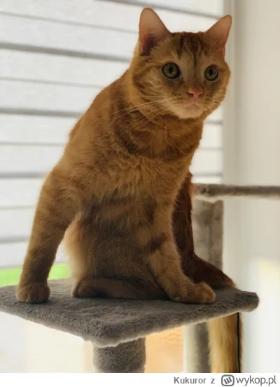 Kukuror - Lodówka: otwiera się.
Kot:
 #koty #pokazkota