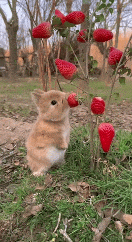 wfyokyga - amciu amciu