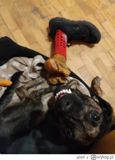 g500 - #piesel #psiarze wasz pies też się tak uśmiecha jak przyniesie sobie nową zaba...
