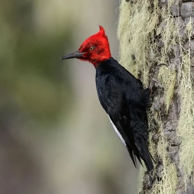 Lifelike - Dzięcioł magellański (Campephilus magellanicus) [samiec]
Jest największym ...