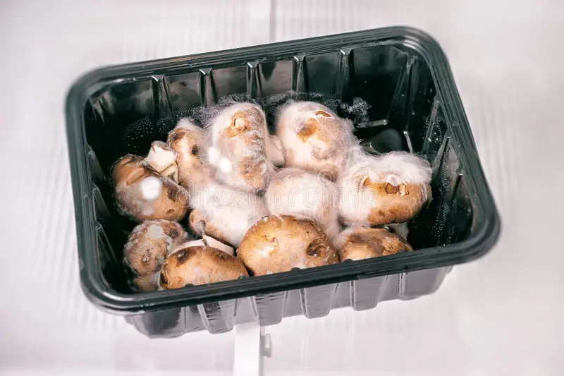 Partyzant666 - #kononowicz Tylko dla koneserów, lekko przeleżałe pieczarki, do odbior...