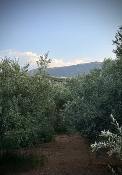 asdfghjkl - Spacer z piesłakiem odbyty. Przy okazji kontrola oliwek #legancko