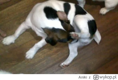 Aniki - ooo, a kto się tak ładnie bawi, chodź daj buzi panci 
#psiegryw #psiarze #bek...