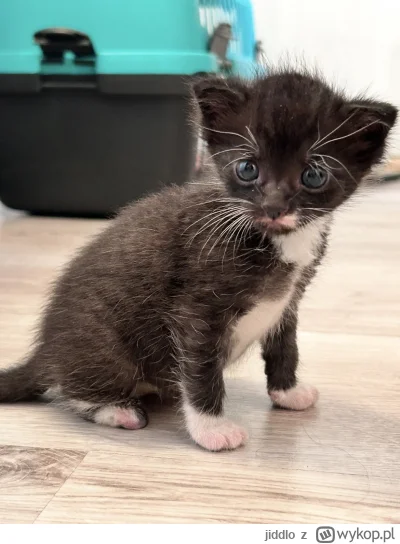 jiddlo - #hecat dobry wieczór, nie jest to dla mnie łatwy wpis, ale mam ważną rzecz d...