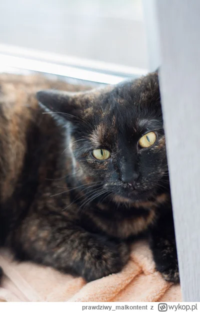 prawdziwymalkontent - @dwakoty_kastrowane: Mam podobnie umaszczone :) 10lat na karku.