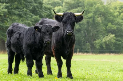 Loskamilos1 - Welsh black to rasa bydła wywodząca się z górzystych terenów Walii. Obe...