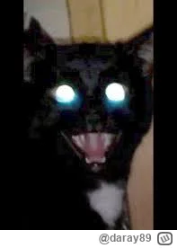 daray89 - #codziennykotopetany #dziwnekotki