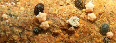 Apaturia - Najmniejsza rozgwiazda. Rozgwiazdy Parvulastra parvivipara to aktualnie na...