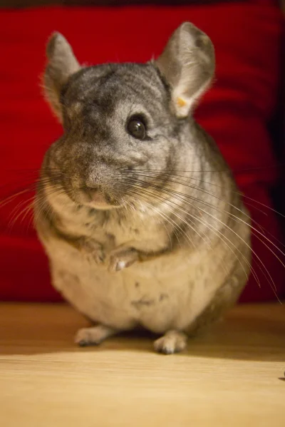 Mr3nKi - @Ber3n: To kuzyn Mr.Szynszyla Paczy-Paczy! └[⚆ᴥ⚆]┘