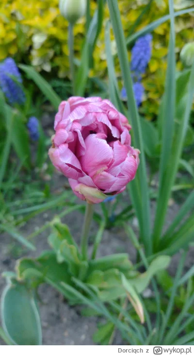 Dorciqch - @GruszkaZembuszka ale zazdro. Tulipany są niesamowite. Mam u siebie np tak...