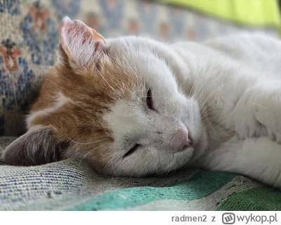 radmen2 - Właśnie jadę do weterynarza na eutanazję mojego kota, który jest ze mną od ...
