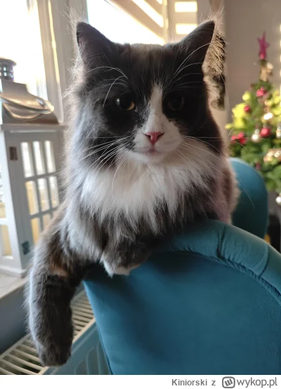 Kiniorski - @Kiniorski bym go prawie stracił