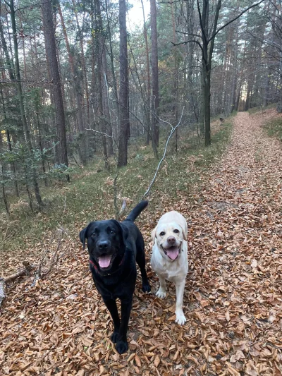 Fikster - Dzisiaj nie było żadnego grzybiarza, nie wiem z czego się tak cieszą
#psy #...
