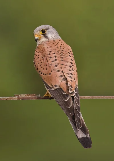 freedomseeker - @PanMaglev 
Pustułka,  sokół pustułka (Falco tinnunculus) – gatunek ś...