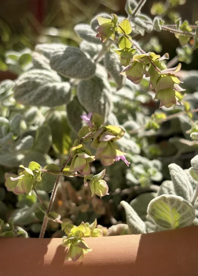 asdfghjkl - Origanum dictamnus kwitnie dla jego. Zbierańsko za niedługo #legancko #zi...