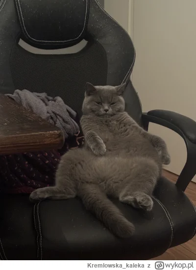 Kremlowska_kaleka - Rambo na ulubionym fotelu w ulubionej pozycji. Nie mogę z tego an...