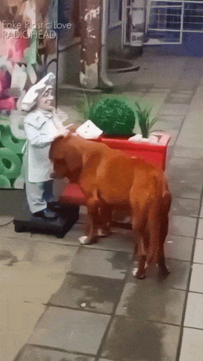 wfyokyga - Biedny piesiu, nie ma go kto pogłaskać