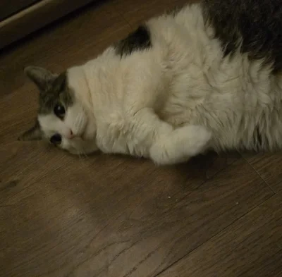 Solsith - @Cenwargh: twój to nie spaslak, oszukaniec( ͡° ʖ̯ ͡°)