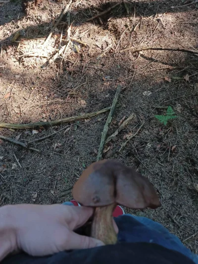 biczek - #heheszki #pokazgrzyba
oatrzcie na tego bydlaka.
może jest mały. Ale  śmierd...