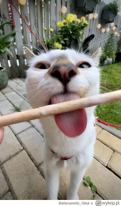 Biebrzanski_Ghul - Nie trzeba plusika dla białego kota jedzącego śmietankowe lody, al...