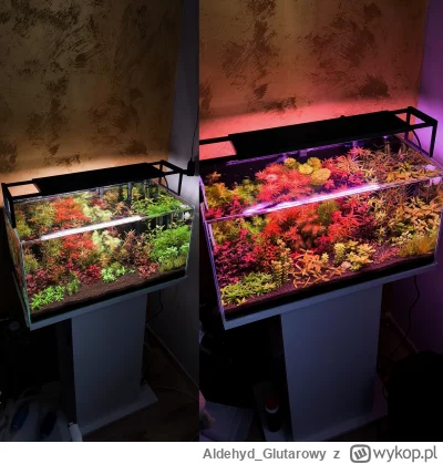 Aldehyd_Glutarowy - Wróciłem do akwarystyki po 5 latach, mój zbiornik ma już 2 tygodn...