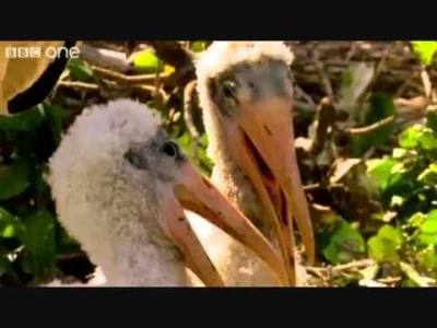 niecodziennyszczon - @ibleedforyou: