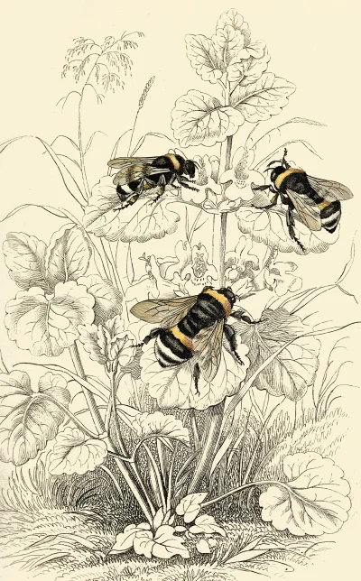wfyokyga - Pszczółki