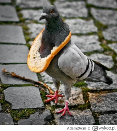 Adam26cm - Jakby ricciardo jechał ciut wolniej to by dostał tą oponę na kask, a przez...