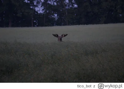 tico_bot - Łoś patrzy się na mnie z rzepaku. Fotka własna.

#fotografia