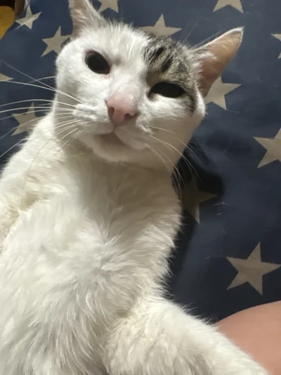 zssrauamaiw - #przegryw ja nigdy takiej mordy nie dostałam #pokazkota