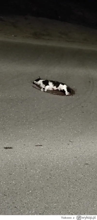 Yakooo - Śpi czy umar? Chyba jakiś łajdak koteła przejechał :/


#kot #koty #kotki
