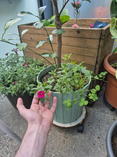 Lujdziarski - #rosliny Ktoś wie co to za kwiatek? Jakiś czas temu powychodziło dużo z...