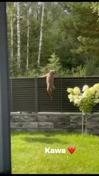 StopSzczek - Amstaff przeskakuje przez płot i ucieka sobie do lasu, właścicielka tylk...