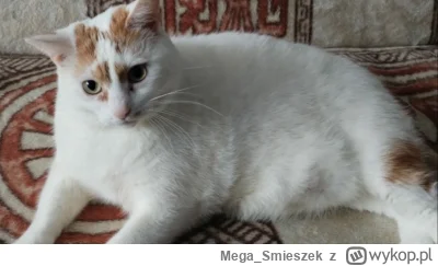 Mega_Smieszek - A czy Wasze kotki to pieszczotki? ᶘᵒᴥᵒᶅ

#koty #pokazkota