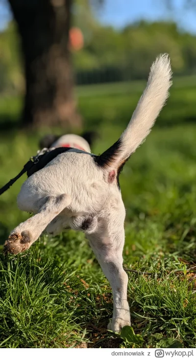 dominowiak - @Megasuper: jaki śliczny piesek, zobacz mojego