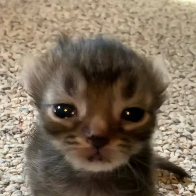 I.....a - @vieniasn: