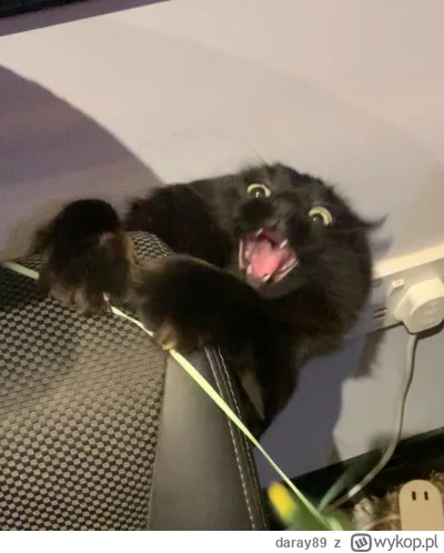 daray89 - #codziennykotopetany #dziwnekotki