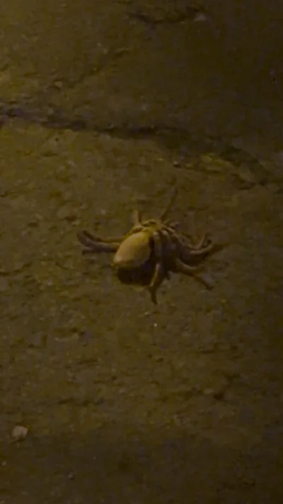 met-le-re-bacist - #zwierzaczki #c-----------t 
Ktoś wie co to za sympatyczny koleżka...