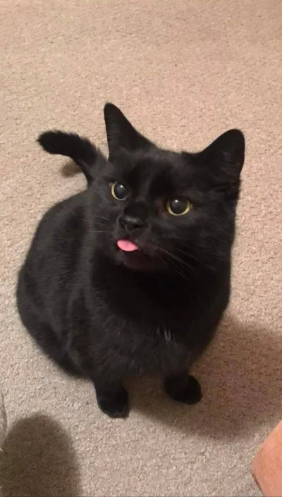 Arvin - BLEP
#koty
