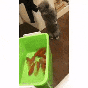 wfyokyga - Kiciu z rybom