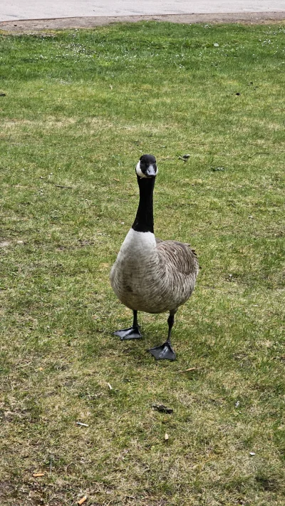 xionc0586 - #zwierzaczki #ptaki #natura
Bernikla kanadyjska, czyli gatunek gęsi, któr...