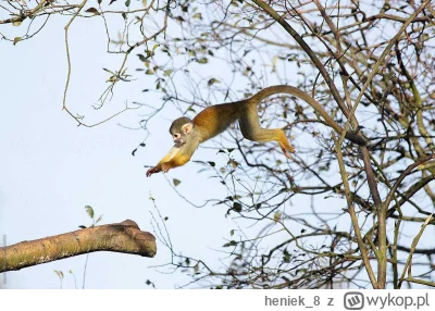 heniek8 - @mirkoanonim: