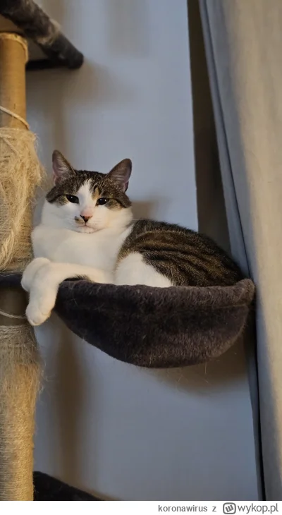 koronawirus - @Solsith Jak mój Jasiu